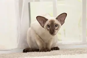 Siamese: 80194776 Cat - Siamese Jean-Michel Labat All images