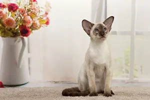 Siamese: 80194777 Cat - Siamese Jean-Michel Labat All images