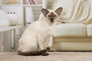 Siamese: 80194778 Cat - Siamese Jean-Michel Labat All images