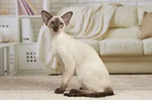 Siamese: 80194779 Cat - Siamese Jean-Michel Labat All images