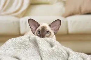 Siamese: 80194780 Cat - Siamese Jean-Michel Labat All images