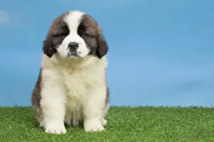 Bernard: 80194783 Dog - St. Bernard puppy Jean-Michel Labat