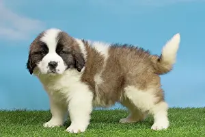 Bernard: 80194784 Dog - St. Bernard puppy Jean-Michel Labat