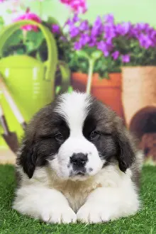 Bernard: 80194785 Dog - St. Bernard puppy Jean-Michel Labat