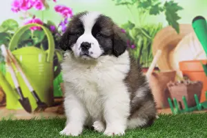 Bernard: 80194786 Dog - St. Bernard puppy Jean-Michel Labat