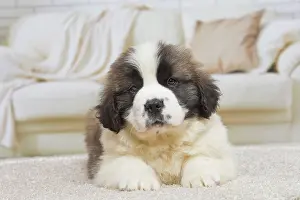Bernard: 80194787 Dog - St. Bernard puppy Jean-Michel Labat