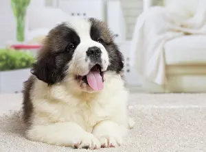 Bernard: 80194788 Dog - St. Bernard puppy Jean-Michel Labat