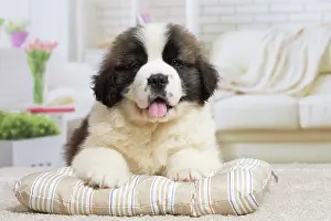 Bernard: 80194789 Dog - St. Bernard puppy Jean-Michel Labat