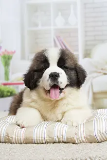 Bernard: 80194790 Dog - St. Bernard puppy Jean-Michel Labat