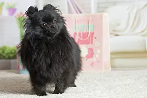 Spitz: 80194791 Dog - Black Dwarf Spitz / Pomeranian