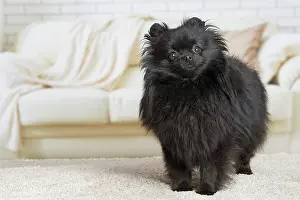 Spitz: 80194792 Dog - Black Dwarf Spitz / Pomeranian