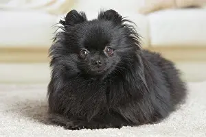 Spitz: 80194793 Dog - Black Dwarf Spitz / Pomeranian