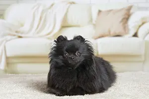 Spitz: 80194794 Dog - Black Dwarf Spitz / Pomeranian