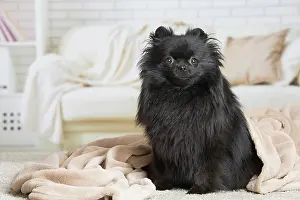 Spitz: 80194795 Dog - Black Dwarf Spitz / Pomeranian