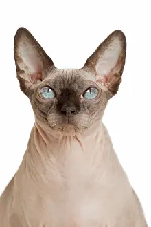 Sphynx: 80194798 Cat - Sphynx Jean-Michel Labat All images