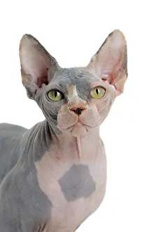 Sphynx: 80194799 Cat - Sphynx Jean-Michel Labat All images