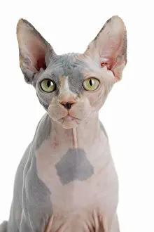 Sphynx: 80194800 Cat - Sphynx Jean-Michel Labat All images