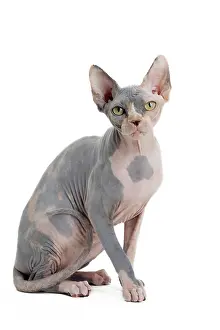 Sphynx: 80194815 Cat - Sphynx Jean-Michel Labat All images