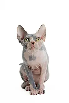 Sphynx: 80194816 Cat - Sphynx Jean-Michel Labat All images