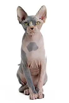 Sphynx: 80194817 Cat - Sphynx Jean-Michel Labat All images