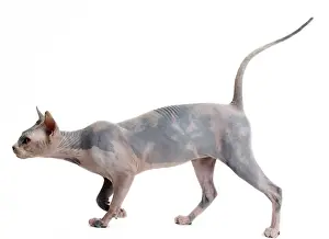 Sphynx: 80194820 Cat - Sphynx Jean-Michel Labat All images