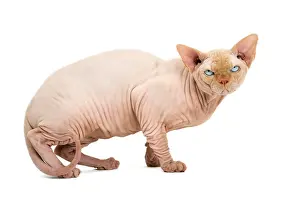 Sphynx: 80194827 Cat - Sphynx Jean-Michel Labat All images