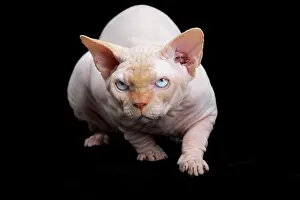 Sphynx: 80194833 Cat - Sphynx Jean-Michel Labat All images