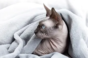 Sphynx: 80194836 Cat - Sphynx Jean-Michel Labat All images