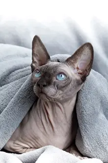 Sphynx: 80194837 Cat - Sphynx Jean-Michel Labat All images