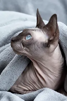 Sphynx: 80194838 Cat - Sphynx Jean-Michel Labat All images