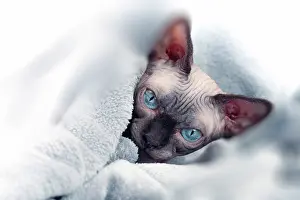 Sphynx: 80194839 Cat - Sphynx Jean-Michel Labat All images