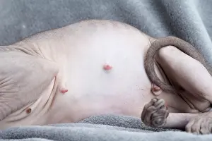 Sphynx: 80194840 Cat - Sphynx Jean-Michel Labat All images