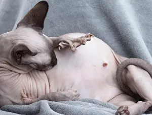 Sphynx: 80194841 Cat - Sphynx Jean-Michel Labat All images