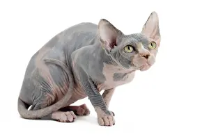 Sphynx: 80194842 Cat - Sphynx Jean-Michel Labat All images