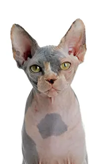 Sphynx: 80194843 Cat - Sphynx Jean-Michel Labat All images