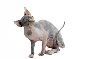 Sphynx: 80194844 Cat - Sphynx Jean-Michel Labat All images