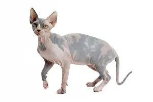 Sphynx: 80194846 Cat - Sphynx Jean-Michel Labat All images