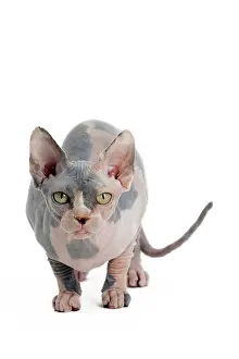 Sphynx: 80194848 Cat - Sphynx Jean-Michel Labat All images