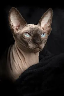 Sphynx: 80194854 Cat - Sphynx Jean-Michel Labat All images