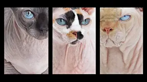 Sphynx: 80194857 Cat - Sphynx Jean-Michel Labat All images
