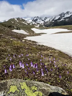 Austrian: 80194859 Alpine Snowbell - in habitat Austrian Alps