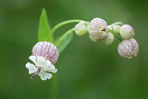 Campion: 80194862 Bladder Campion - close up of flowers Austrian