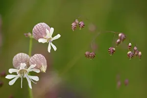 Campion: 80194863 Bladder Campion - with grass seed in close