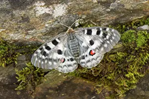 Apollo: 80194864 Apollo Butterfly - resting on mossy rock