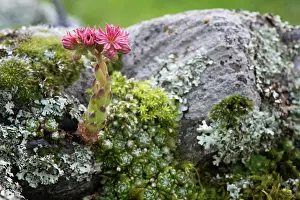 Austrian: 80194865 Cobweb House-leek - growing on rock Austrian