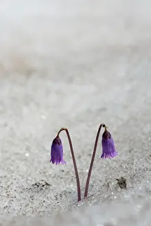 Austrian: 80194867 Dwarf Snowbell - in snow Austrian Alps