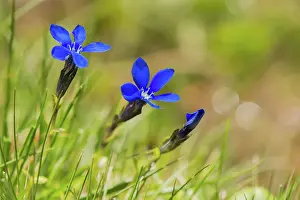 Austrian: 80194869 Spring Gentian - close up of flowers Austrian