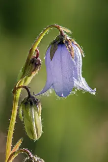 Bellflower: 80194870 Bearded Bellflower - close up of flower