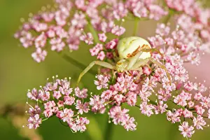 Goldenrod: 80194871 Goldenrod Crab Spider - amongst pink flowers