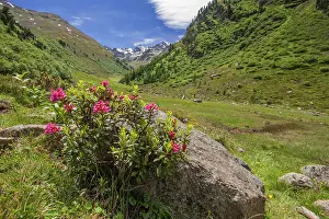 Alpenrose: 80194877 Alpenrose - against rock - with valley